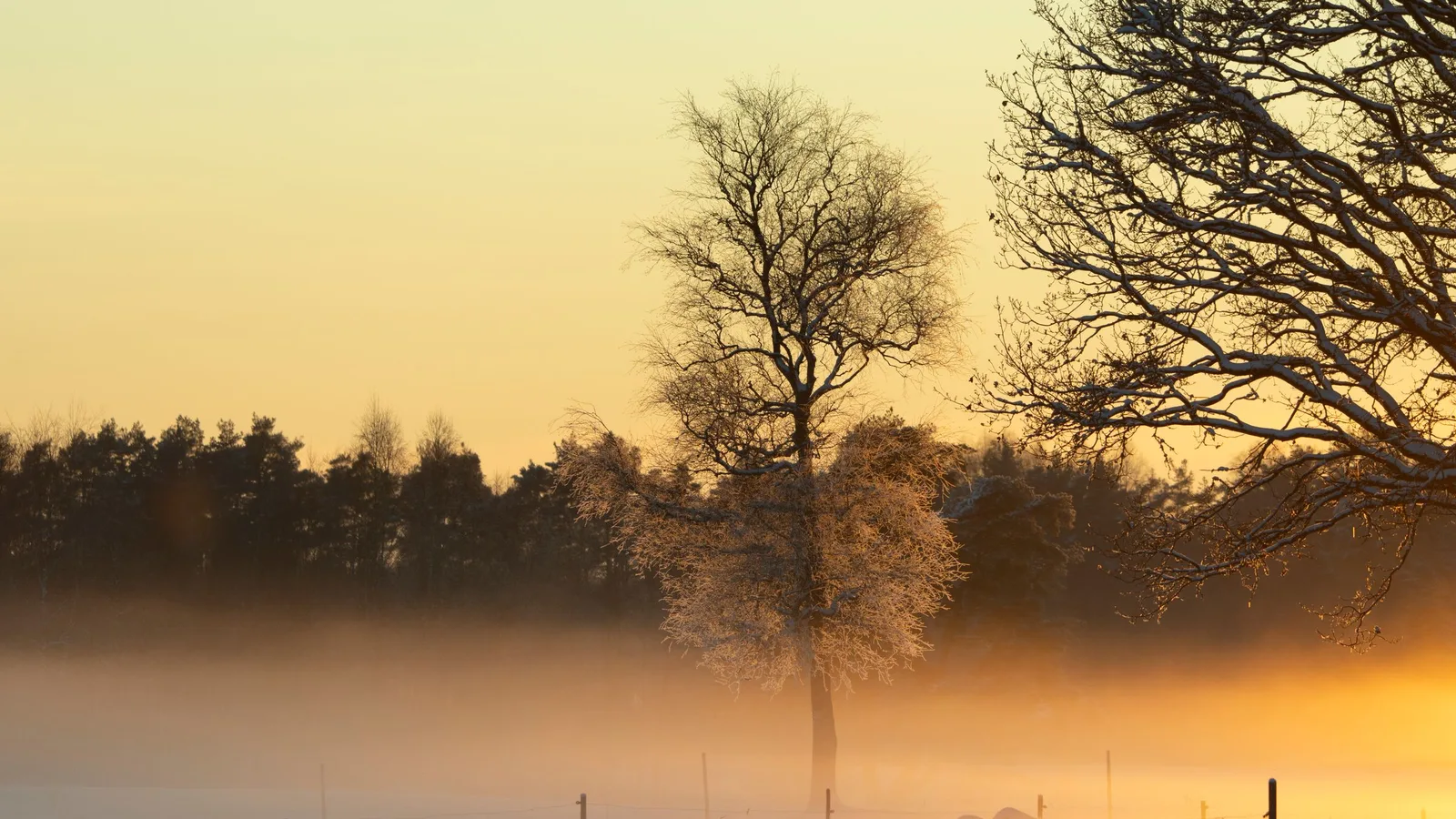Mistige winterzonsopkomst boven een besneeuwd veld met een enkele kale boom