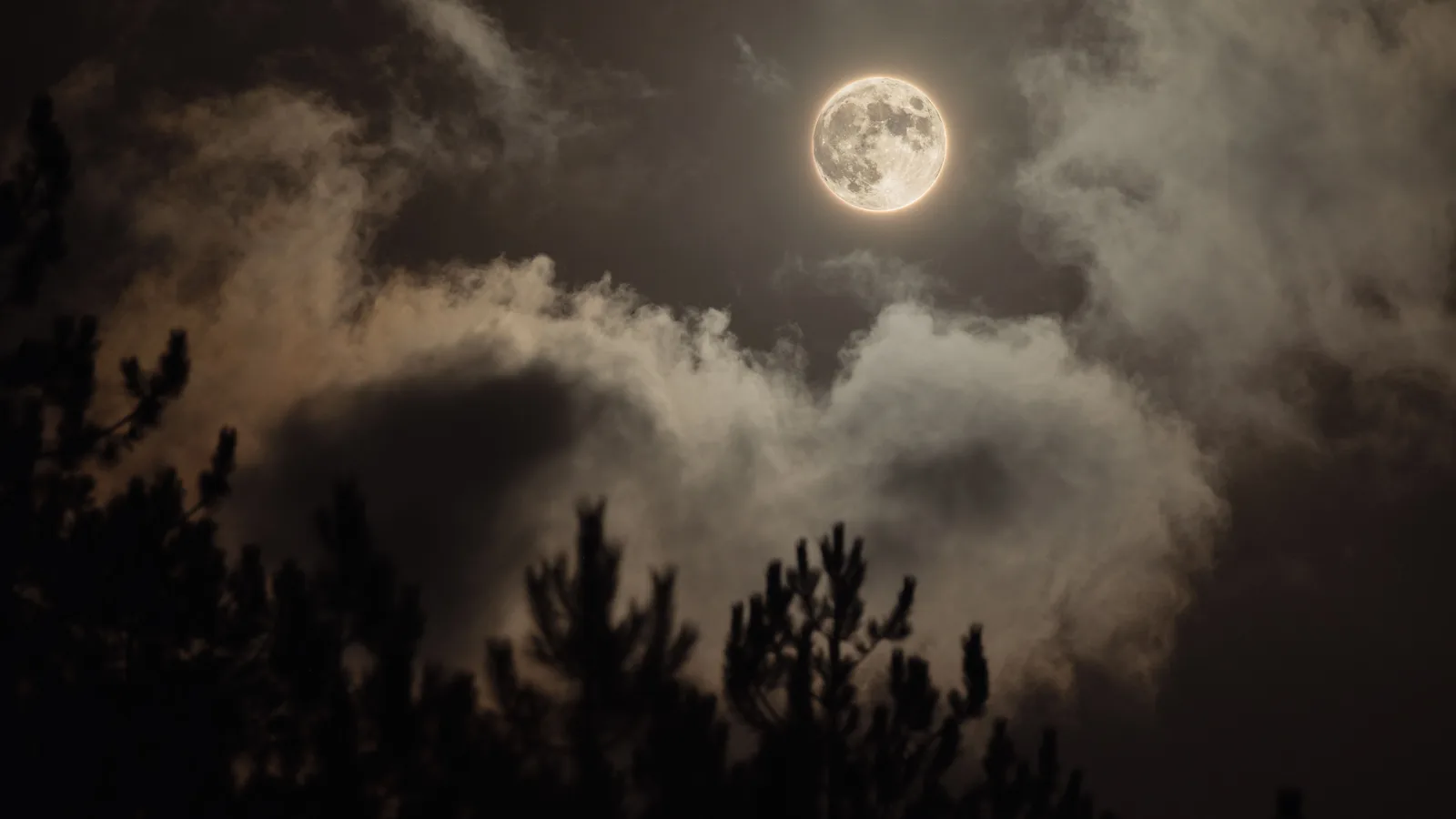 Volle maan tussen opgelichte wolken boven de donkere silhouetten van naaldbomen