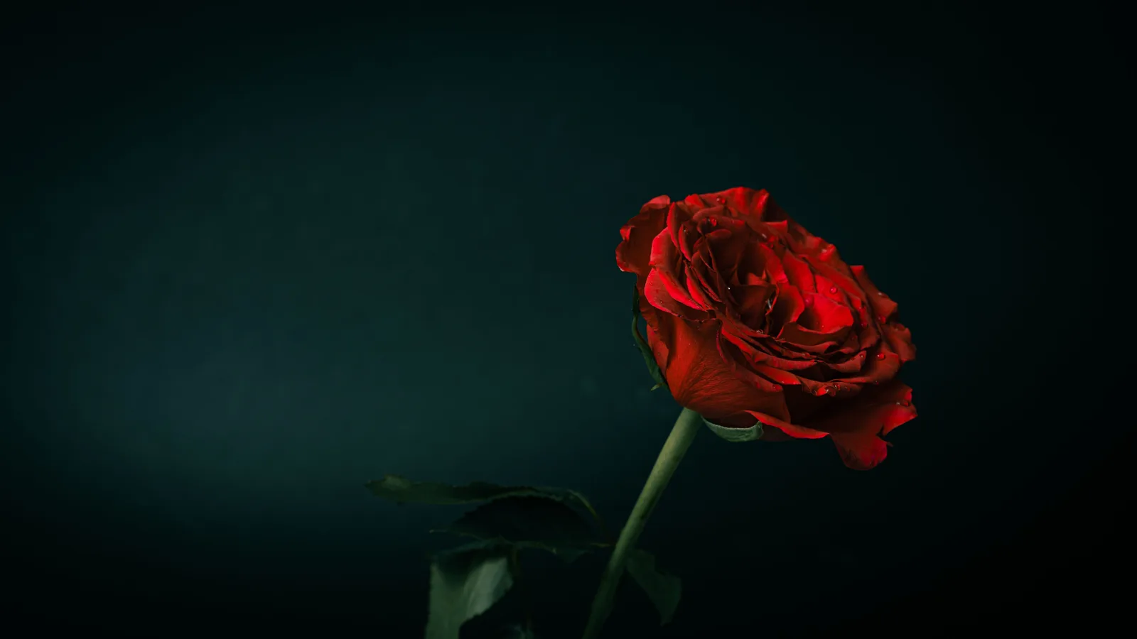 Een donkerrode roos vangt het licht, de rest van het beeld verdwijnt in zwartgroen duister